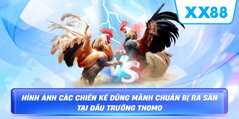 Hình ảnh các chiến kê dũng mãnh chuẩn bị ra sân tại đấu trường Thomo